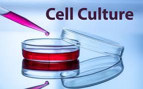 Primary cell culture