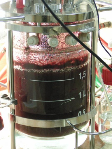 Plant cell culture in bioreactors